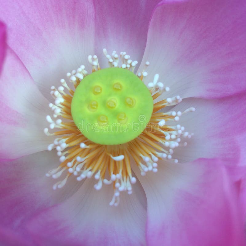 Lotus flower macro royalty free stock photography Lotus flower macro royalty free stock photography