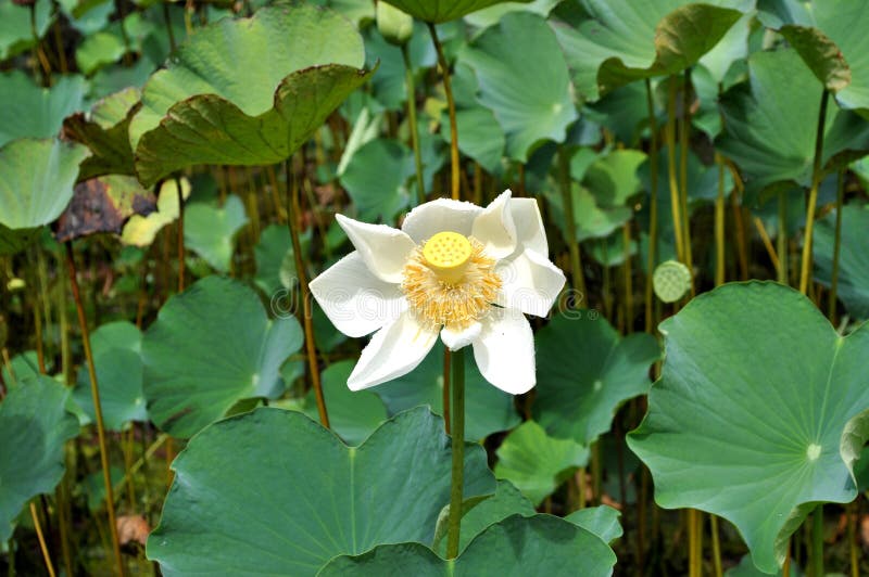 Lotus flower, Mauritius stock image. Image of pond