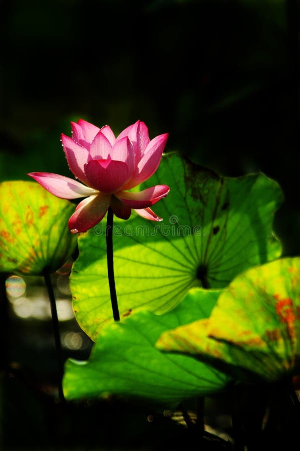 Lotus flower in the morning sunshine