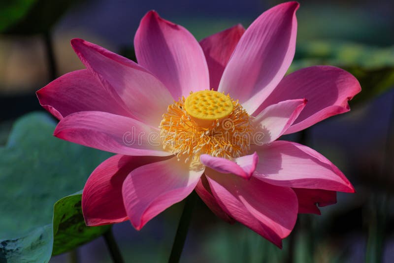 Lotus Flower nel primo mattino fotografia stock libera da diritti Lotus Flower nel primo mattino fotografia stock libera da diritti