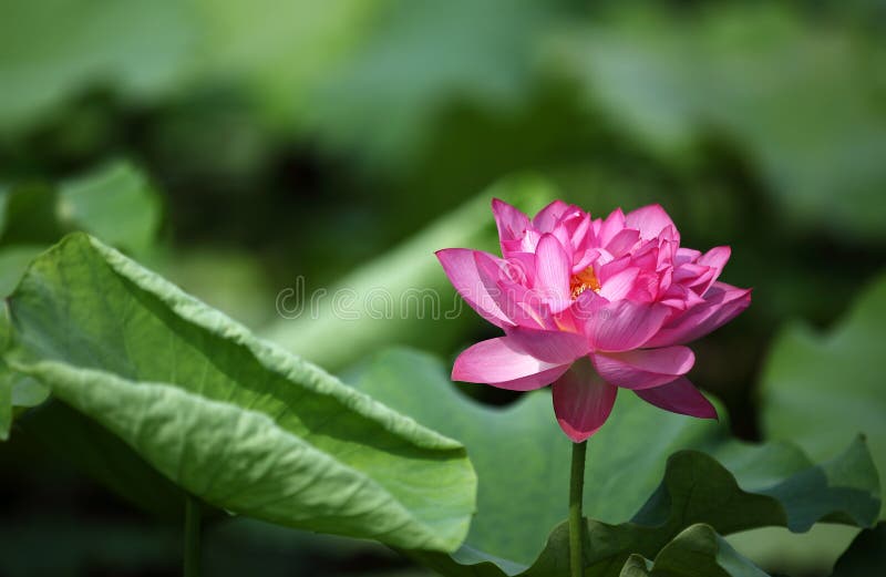 Lotus flower stock image. Image of asian, green, plant - 36967877 Lotus flower stock image. Image of asian, green, plant - 36967877