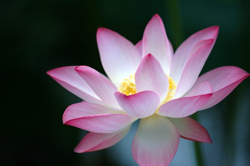 Kvetoucí lotos růžové barvy než tmavé pozadí.