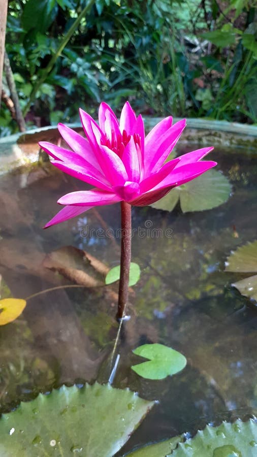 Lotus flower photography stock image. Image of flowers 274145093