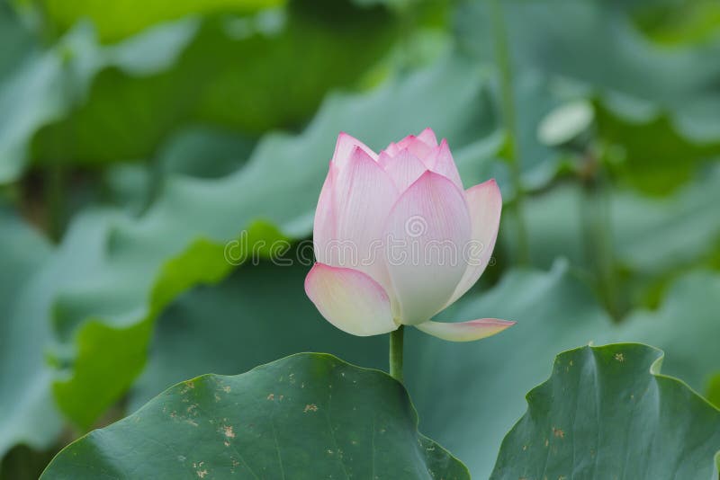 Lotus Flower and Lotus Flower Plants Stock Image Image of pink