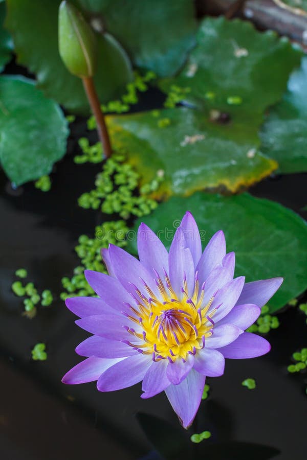 Lotus flower royalty free stock images Lotus flower royalty free stock images