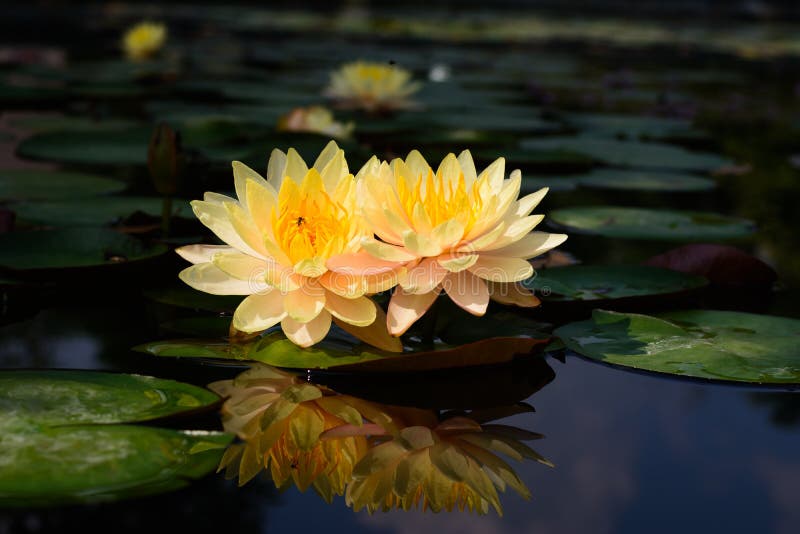 Lotus flower plants stock photo. Image of botanical, garden 64386994