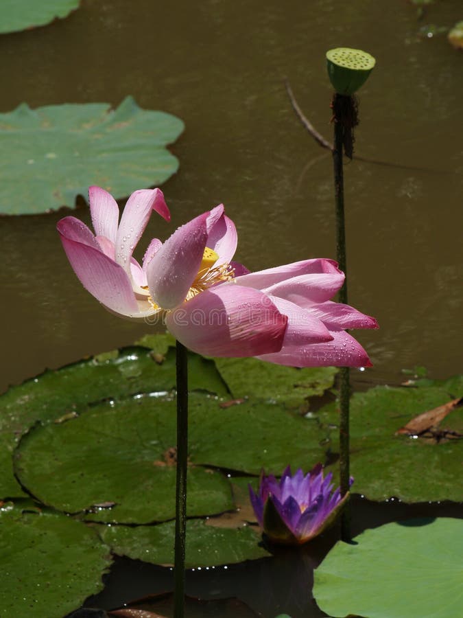 18,148 Lotus Flower Lotus Flower Plants Stock Photos Free & Royalty