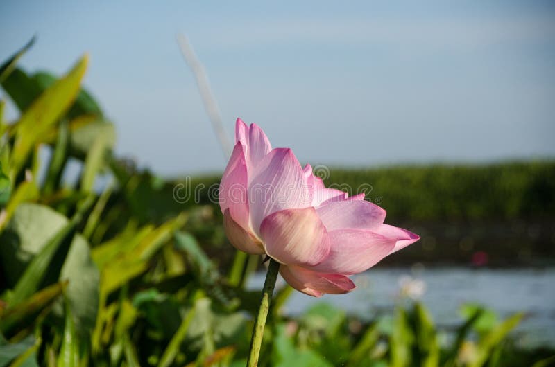 Lotus Flower and Lotus Flower Plants Stock Image Image of lily