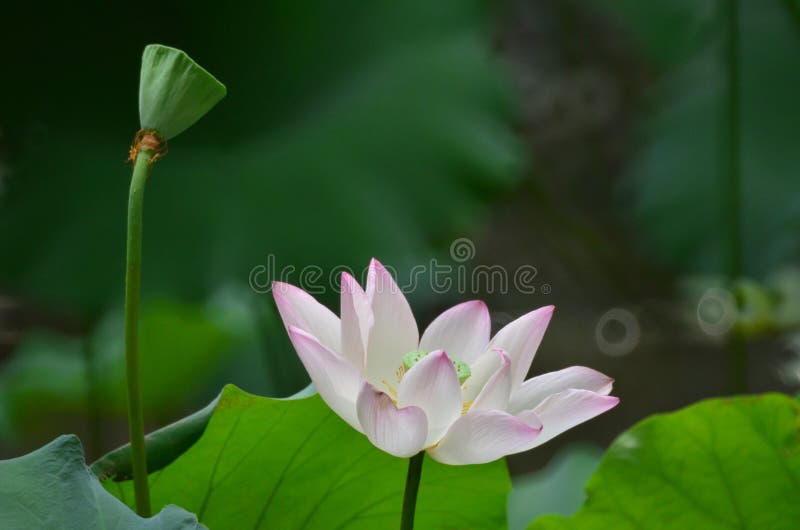 A Lotus Flower Plants, Lotus Flower at Summer Stock Image Image of