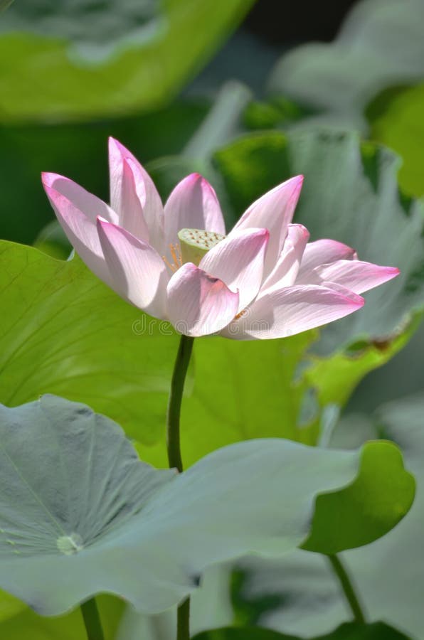 A Lotus Flower Plants, Lotus Flower at Summer Stock Image Image of