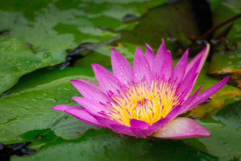 Lotus flower in pond with raindrop