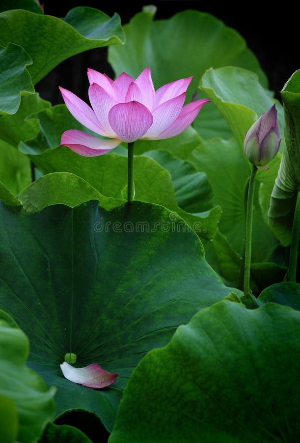 Lotus flower - pure