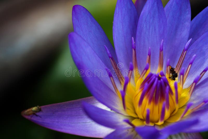 1,924 Real Lotus Flower Stock Photos Free & RoyaltyFree Stock Photos
