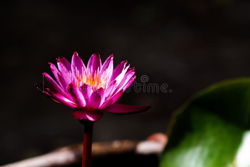 1,924 Real Lotus Flower Stock Photos Free & RoyaltyFree Stock Photos