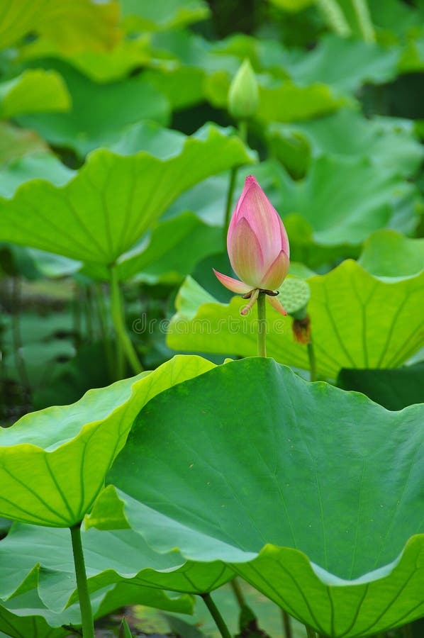 Lotus is the water plant. It has broad floating leaves and bright fragrant flowers. The leaves and flowers float and have long stems that contain air spaces. It has many petals overlapping in the symmetrical pattern. Overlapping lotus stock images, royalty-free photos and pictures