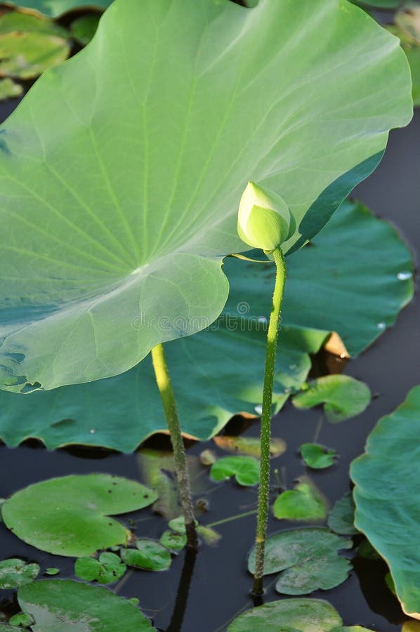 Lotus is the water plant. It has broad floating leaves and bright fragrant flowers. The leaves and flowers float and have long stems that contain air spaces. It has many petals overlapping in the symmetrical pattern. Overlapping lotus stock images, royalty-free photos and pictures