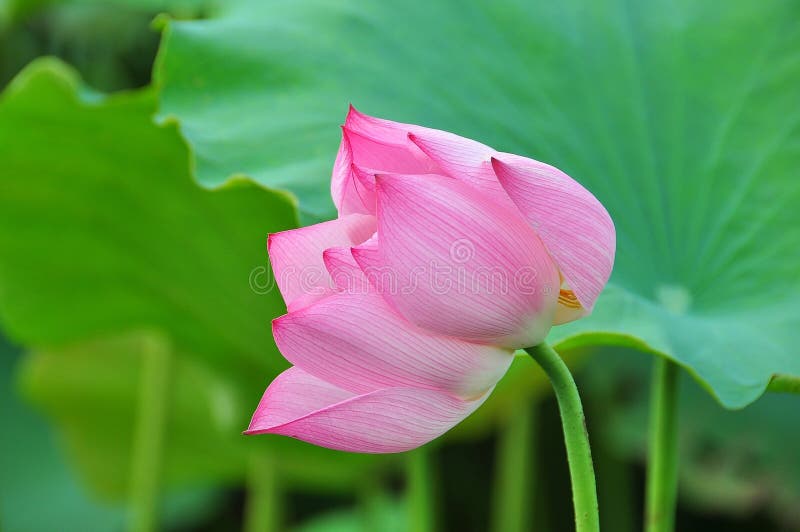 Lotus is the water plant. It has broad floating leaves and bright fragrant flowers. The leaves and flowers float and have long stems that contain air spaces. It has many petals overlapping in the symmetrical pattern. Overlapping lotus stock images, royalty-free photos and pictures