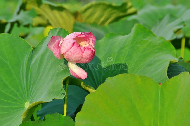 Lotus is the water plant. It has broad floating leaves and bright fragrant flowers. The leaves and flowers float and have long stems that contain air spaces. It has many petals overlapping in the symmetrical pattern. Overlapping lotus stock images, royalty-free photos and pictures