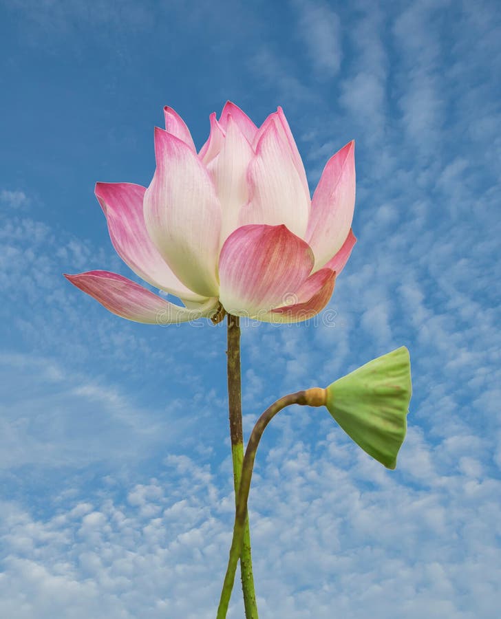 lotus flower and seedpod on sky background beautiful pink nature blossom summer blooming flora tropical pure beauty elegance serenity zen petal isolated peace white floral tranquility foliage india sacred botany aquatic nelumbo thailand lily water spring natural asia nucifera china egyptian waterlily religion garden plant oriental closeup serene fresh