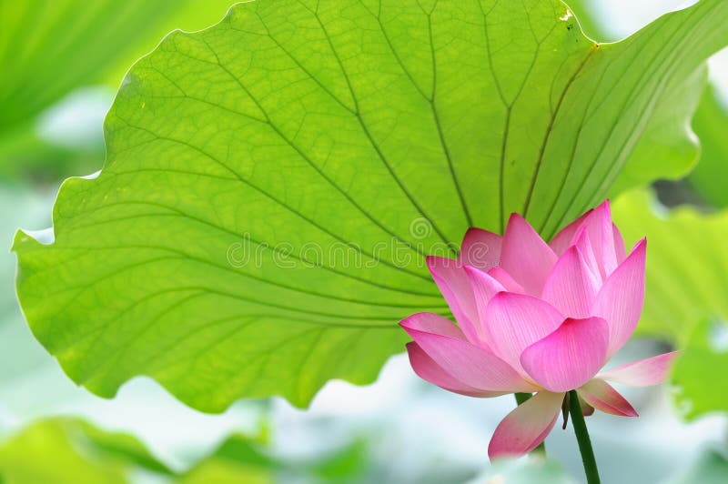 Lotus Flower Under the Lotus Leaf Stock Image Image of beautiful