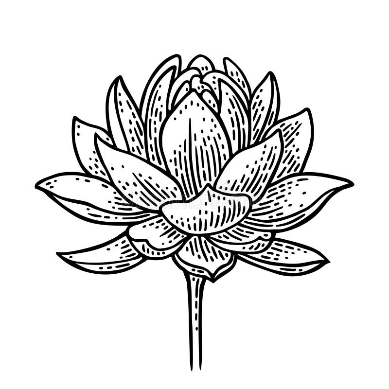 Lotus Flower. Vector Black Engraving Vintage Illustration on White ...