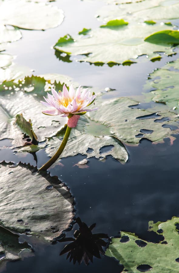Lotus flower in warm water