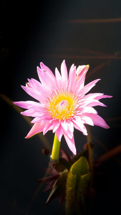 Lotus flower in warm water. Nature, exotic.