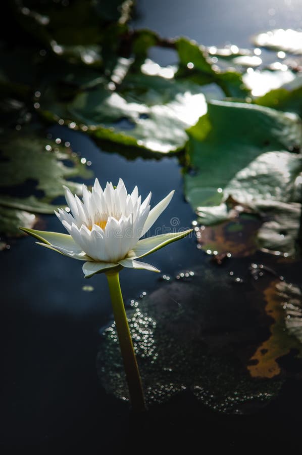 Lotus flower in warm water. Fresh, blooming.