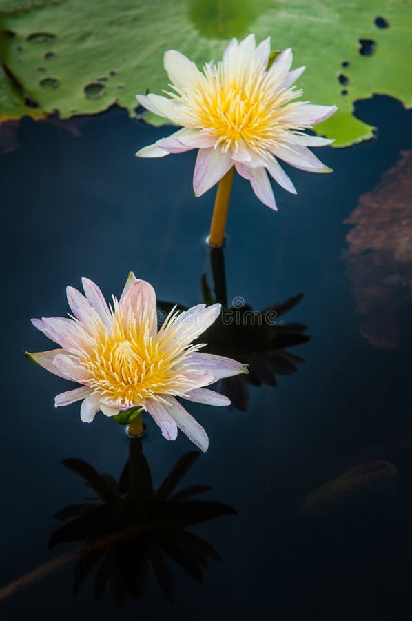 Lotus flower in warm water. Background, exotic.