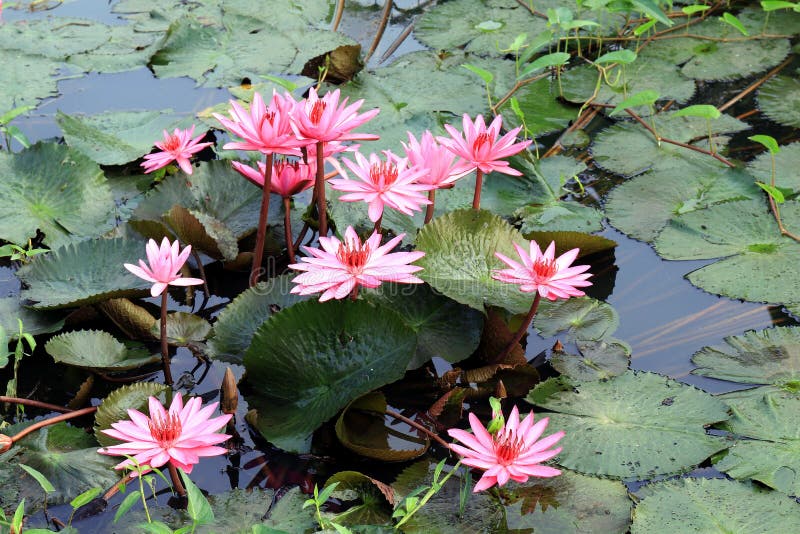 Lotus Flower, Lotus on the Water Stock Photo Image of nature, green