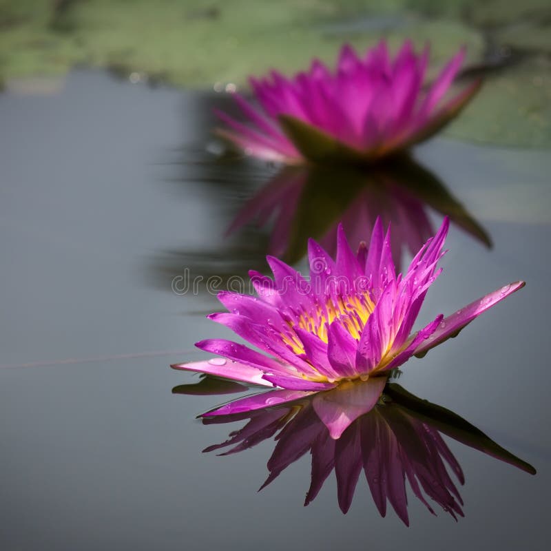 Lotus flower on the water and beautiful drop