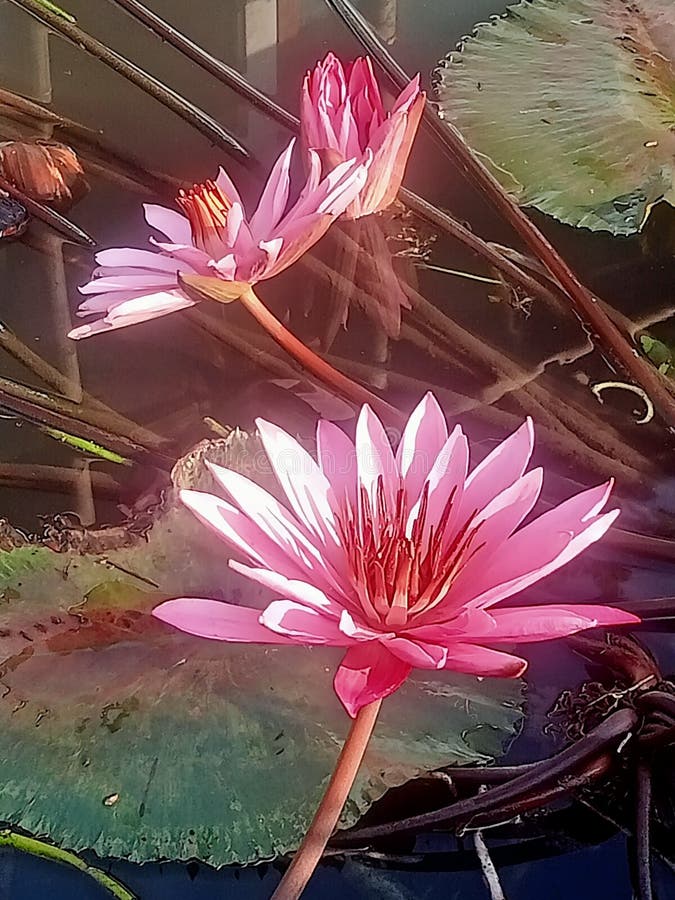 Lotus Flower Water Wild Plant Beauty Stock Image Image of water, holy