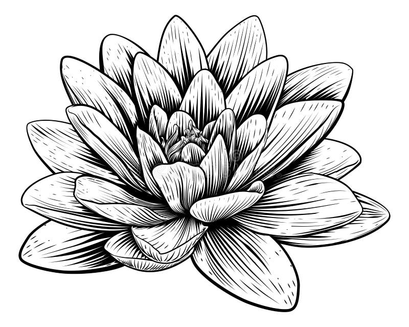 Lotus Flower Water Lily Vintage-Holzschnitt-Radierung
