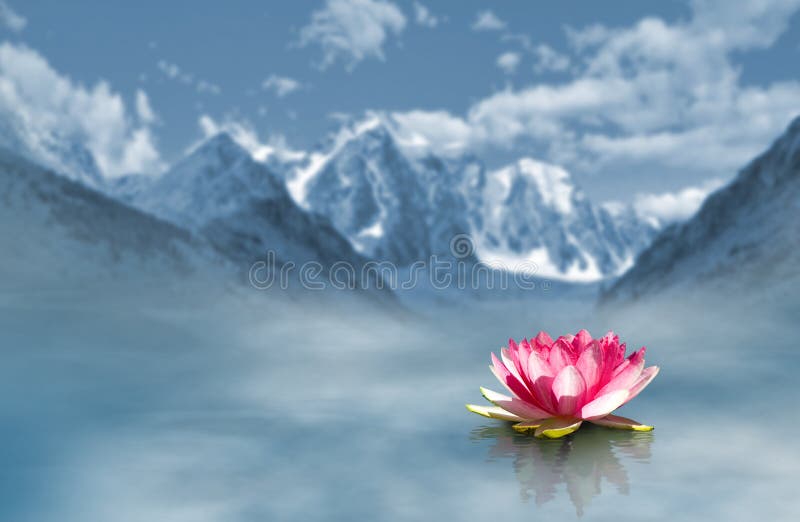 Lotus Flower on the Water on Mountains Background Stock Image Image