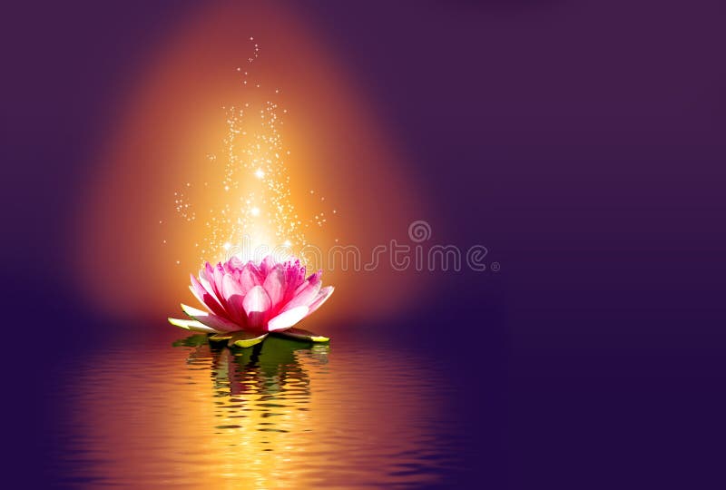 Image of a Lotus Flower on the Water at Night Stock Illustration