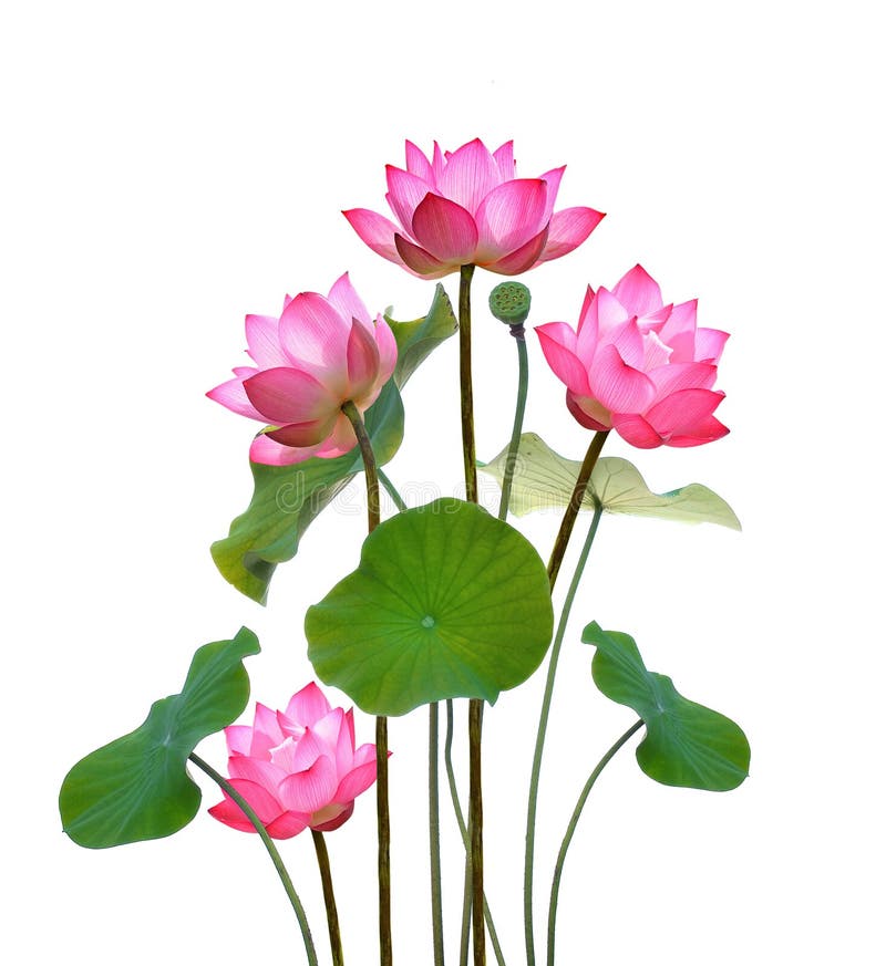 Lotus Flower White Background Stock Photos Download 32,511 Royalty