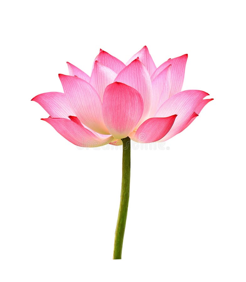 156,160 Lotus Flower Stock Photos - Free & Royalty-Free Stock Photos from  Dreamstime