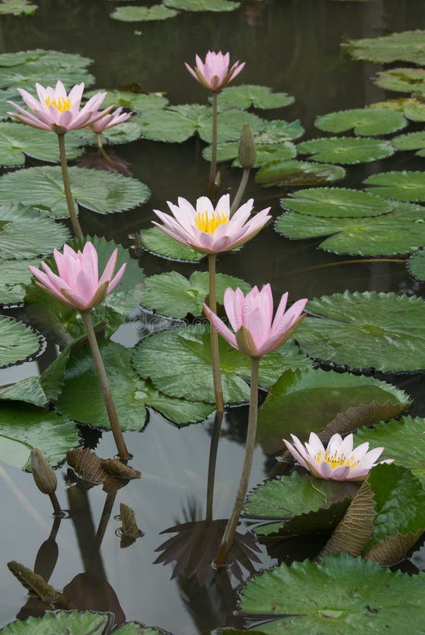 Lotus flowers