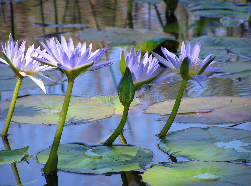 Lotus Flowers