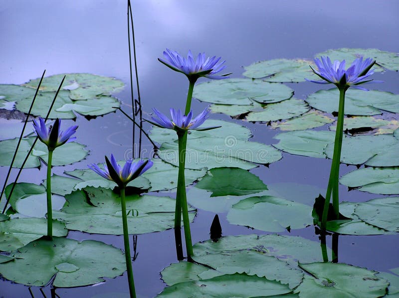 Lotus Flowers