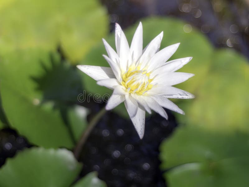 Lotus Flowers Bloom in the Water.soft Focus Stock Photo Image of