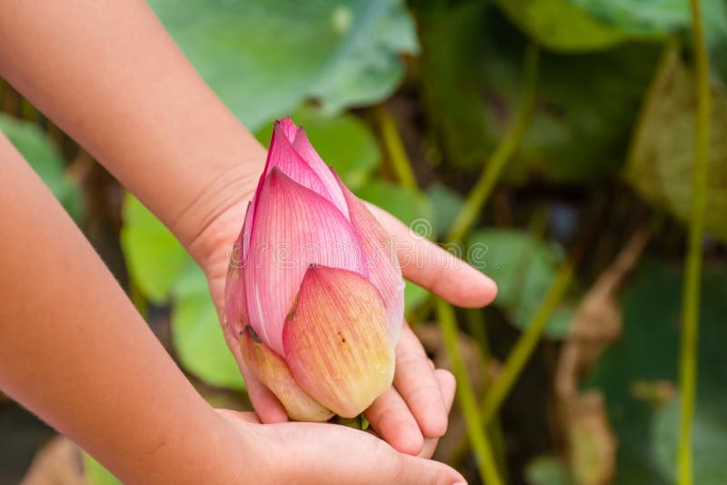 Lotus flowers in hands stock photo. Image of clean, leaf 161369378