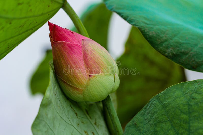 Lotus Flowers that are Not Blooming and a Lotus Leaf Background Stock