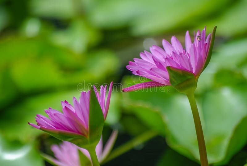 Lotus Flowers ou água roxa Lilly fotos de stock Lotus Flowers ou água roxa Lilly fotos de stock