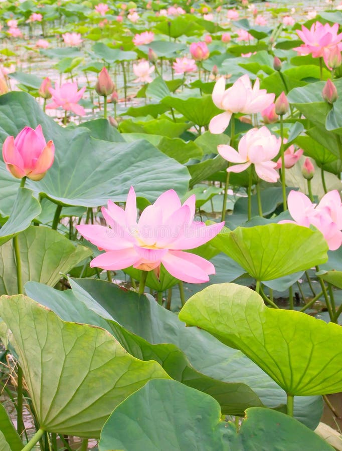 Lotus flowers in a pond stock image. Image of petals 30545719