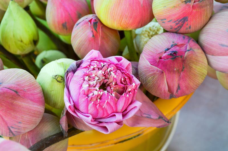 Lotus flowers for sale in a bucket royalty free stock images Lotus flowers for sale in a bucket royalty free stock images