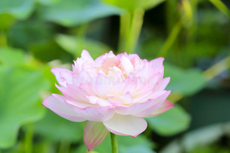 Lotus flowers stock photography Lotus flowers stock photography