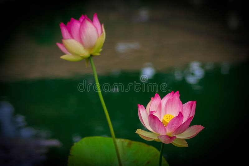 Lotus flowers, symbolizing growth and new beginnings