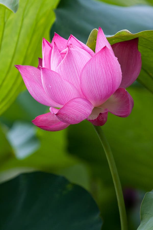 Lotus flowers in Vietnam stock image. Image of beaulotus 77646143