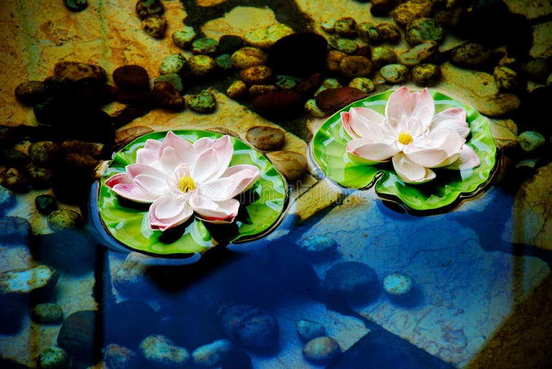 Lotus flowers on water